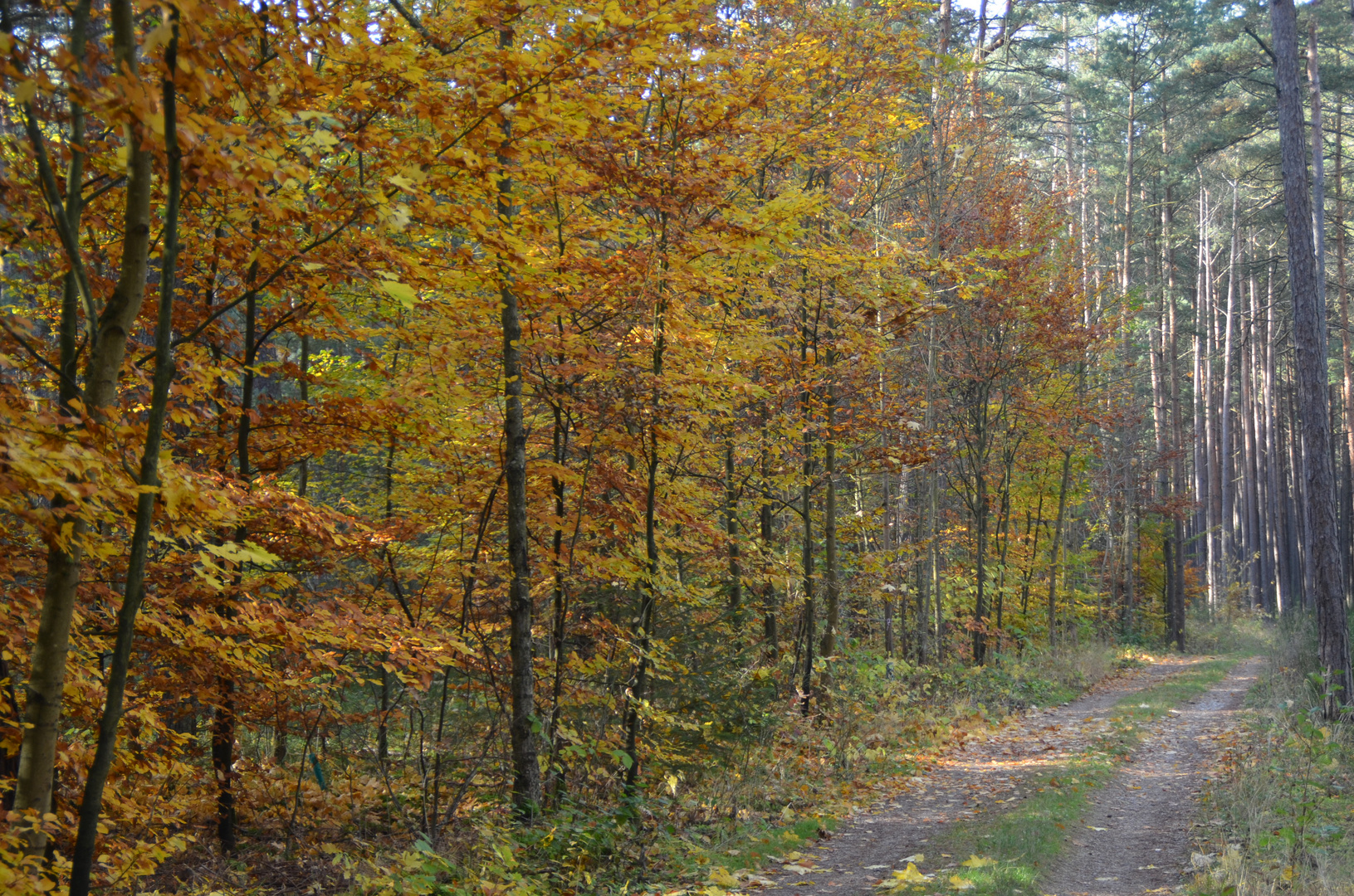 Bunter Herbstwald..!