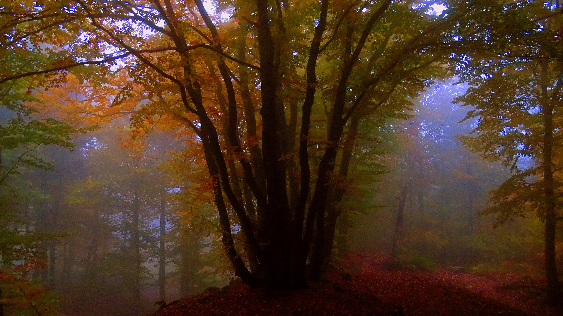 Bunter Herbstwald im Nebel