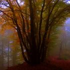 Bunter Herbstwald im Nebel