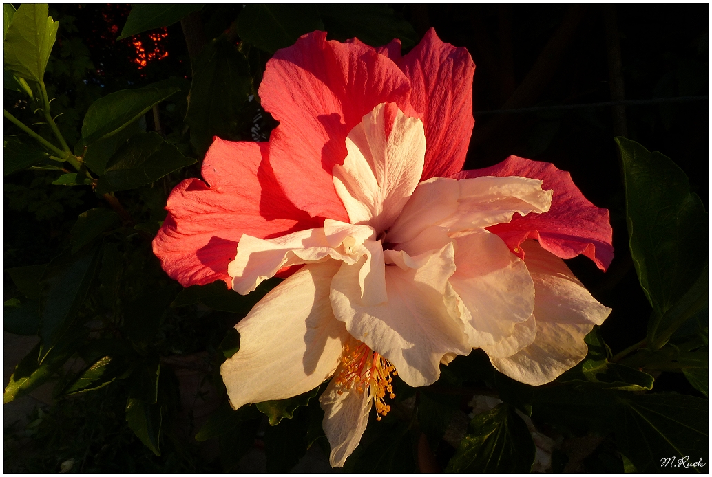 Bunter Hibiskus am frühen Morgen ,