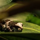 Bunter Höhlenlaubfrosch auch genannt 