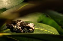 Bunter Höhlenlaubfrosch auch genannt 