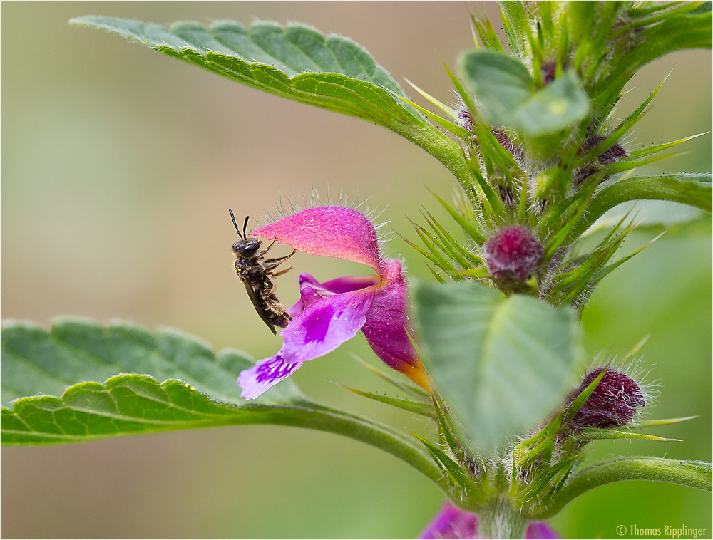 Bunter Hohlzahn (Galeopsis speciosa)...