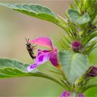 Bunter Hohlzahn (Galeopsis speciosa)...