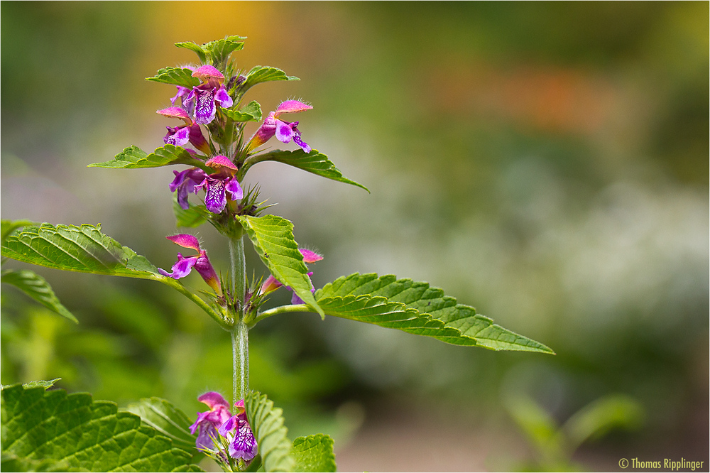 Bunter Hohlzahn (Galeopsis speciosa).