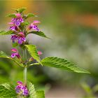 Bunter Hohlzahn (Galeopsis speciosa).