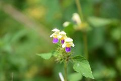 Bunter Hohlzahn (Galeopsis speciosa)