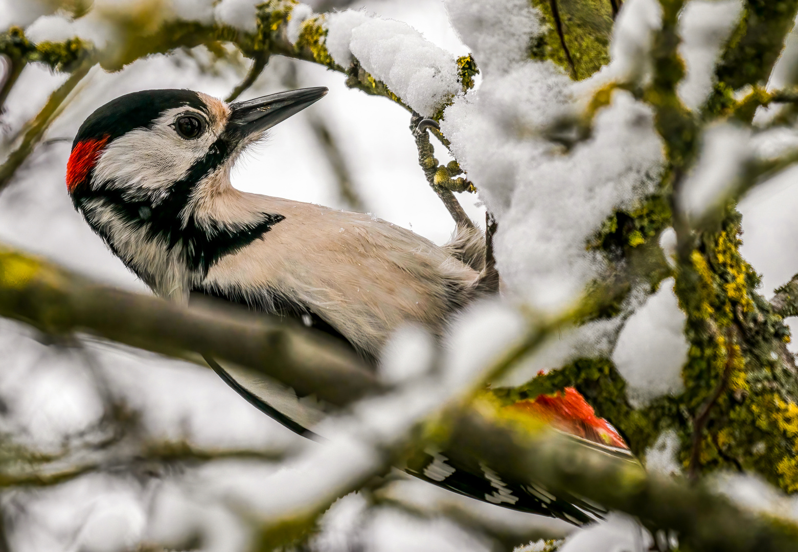 "BUNTER IM WINTER"