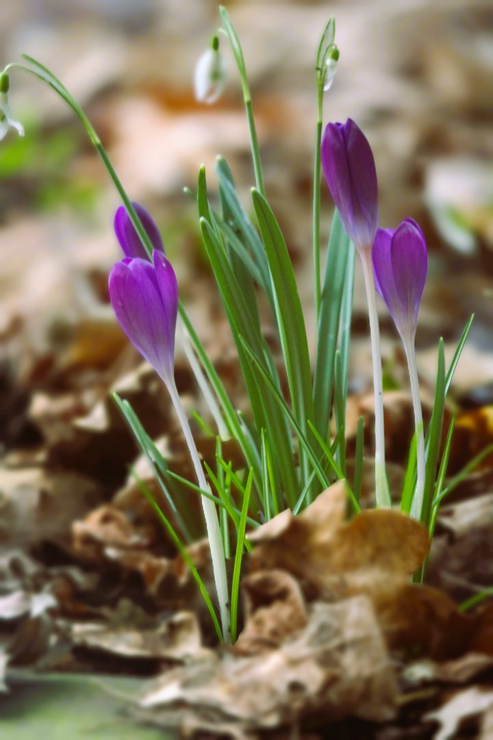 bunter Karneval--Natur:  Das kann ich auch !