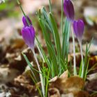 bunter Karneval--Natur:  Das kann ich auch !