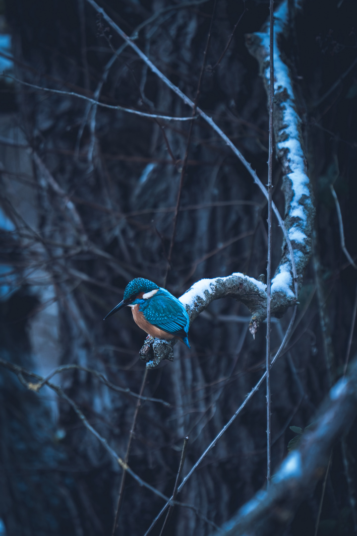 Bunter Klecks im dunklen Winter...