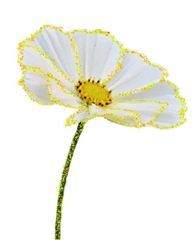 Bunter Kranz um diese Cosmea Foto & Bild bearbeitungs techniken