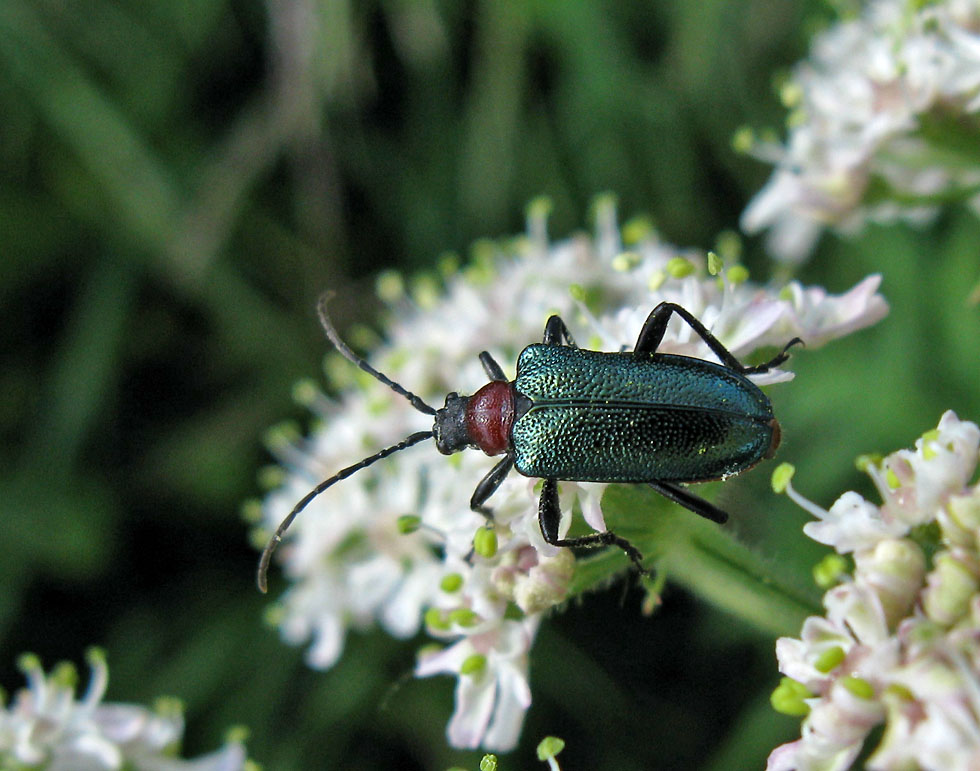 Bunter Kugelhalsbock Acmaeops collaris