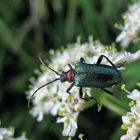 Bunter Kugelhalsbock Acmaeops collaris