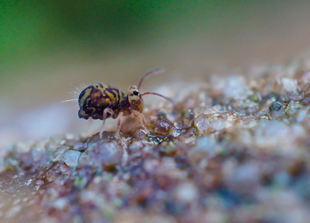 Bunter Kugelspringer (Dicyrtomina ornata)