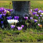 bunter liebe donnerstagsgrüsse aus meinem garten am alten ehemaligen kirschbaum