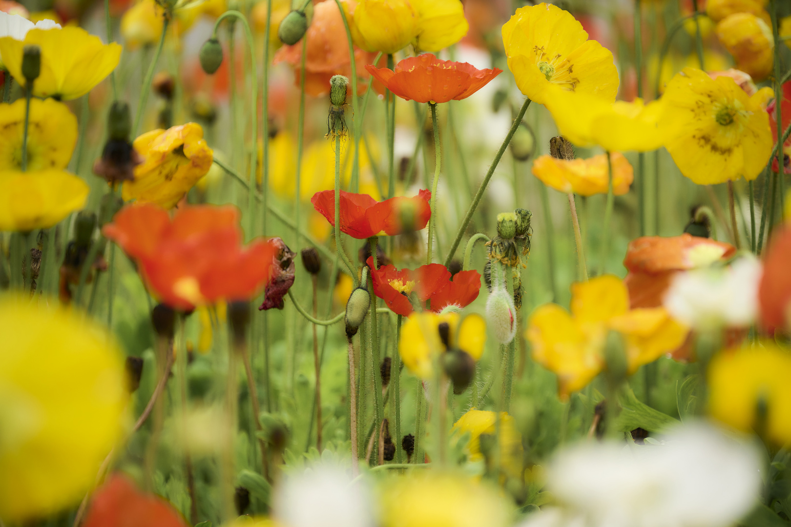 Bunter Mohn