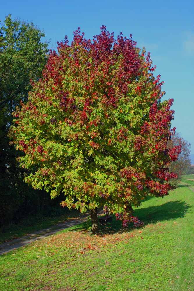 Bunter Oktober