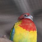 Bunter Papagei