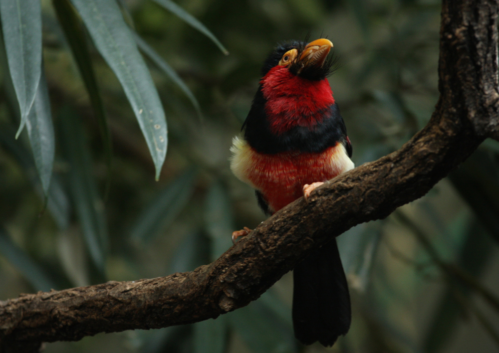 Bunter Paradiesvogel