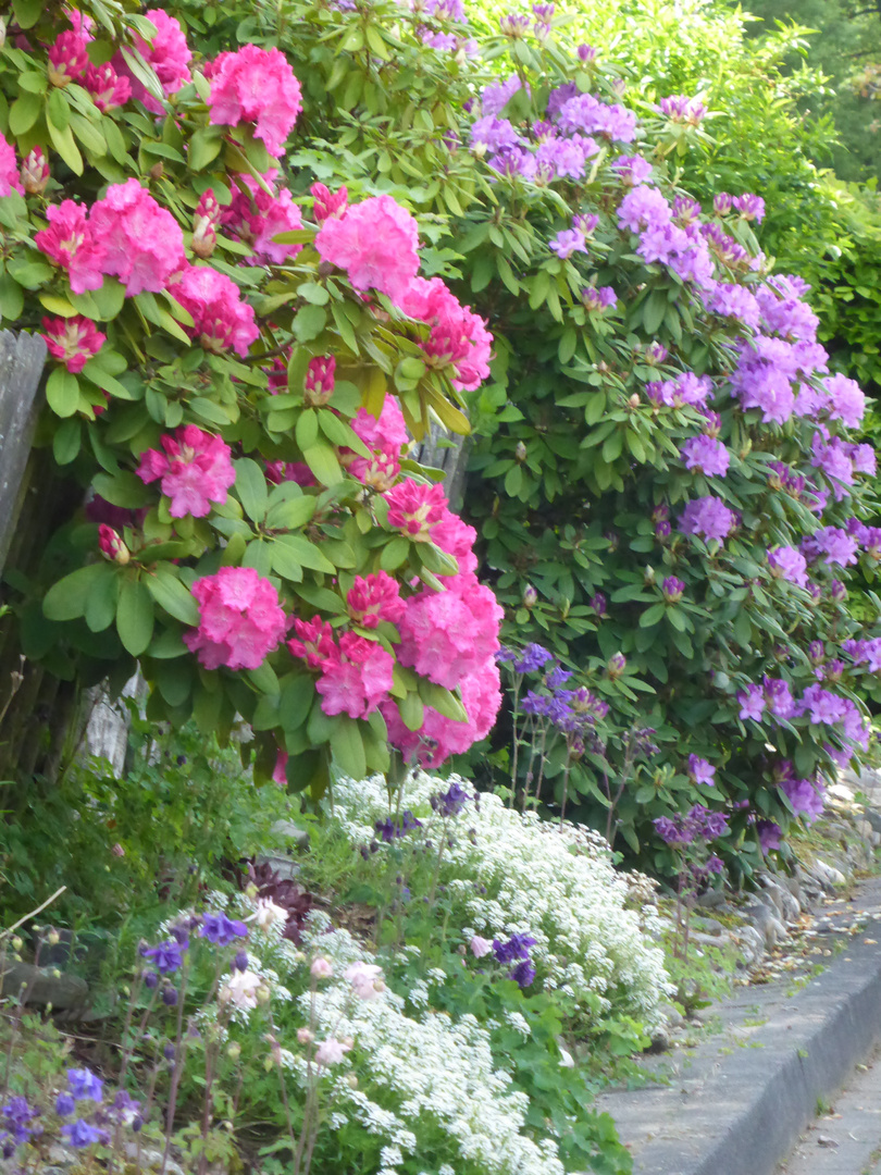 Bunter Rhododendron