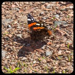 bunter Schmetterling