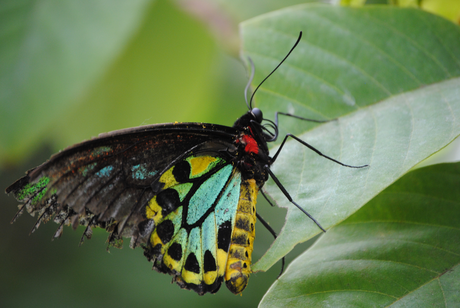 bunter Schmetterling