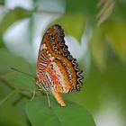 bunter Schmetterling