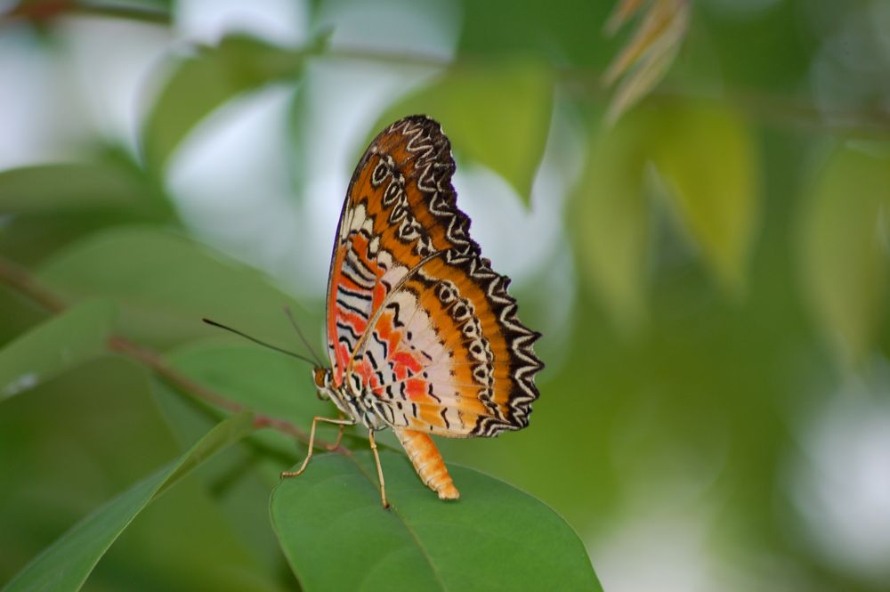 bunter Schmetterling