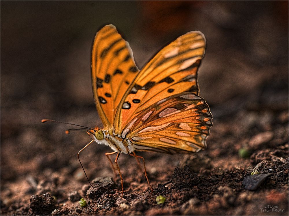 bunter schmetterling