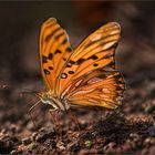 bunter schmetterling