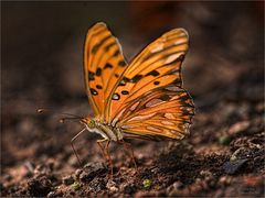 bunter schmetterling