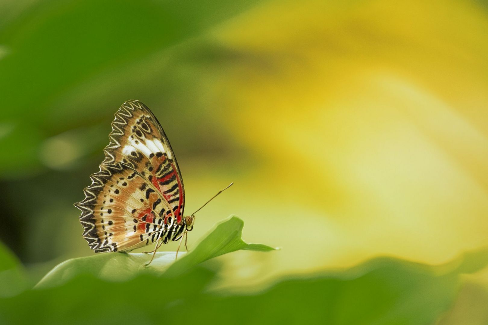 Bunter Schmetterling