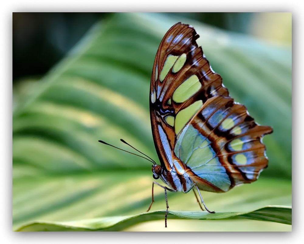 Bunter-Schmetterling Foto & Bild | tiere, zoo, wildpark & falknerei