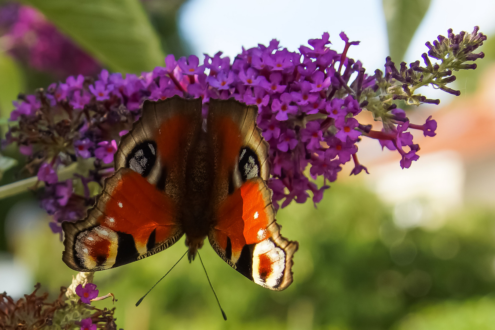 Bunter Schmetterling am Haken der Natur 