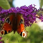 Bunter Schmetterling am Haken der Natur 
