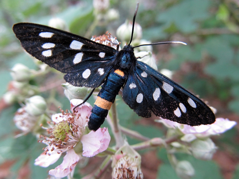 Bunter Schmetterling auf einer Blüte