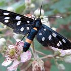 Bunter Schmetterling auf einer Blüte