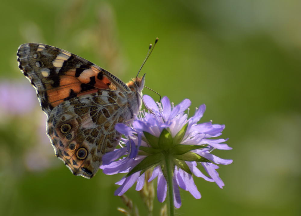 Bunter Schmetterling