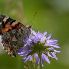 Bunter Schmetterling