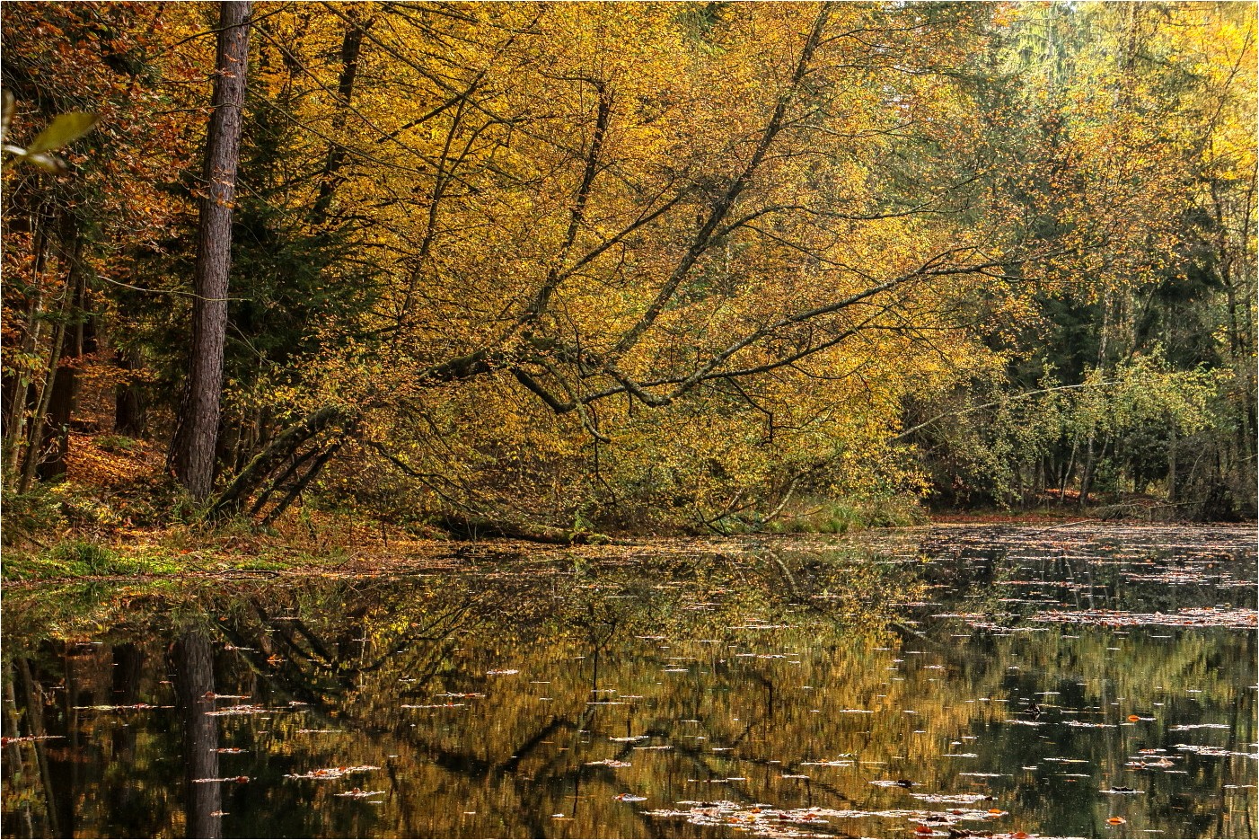 Bunter Schwarzer Teich