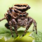 Bunter Sichelspringer (Evarcha falcata) bei der Paarung