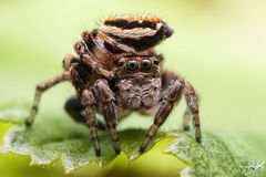 Bunter Sichelspringer (Evarcha falcata) bei der Paarung