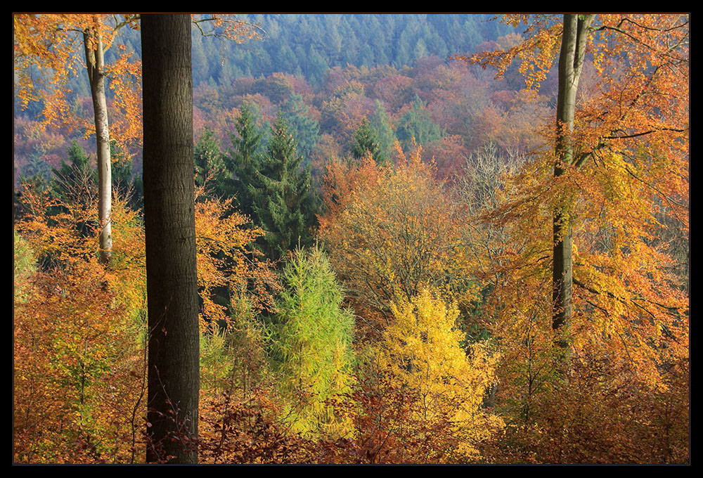 Bunter Sollingherbst - oder: ...gegen das Grau...