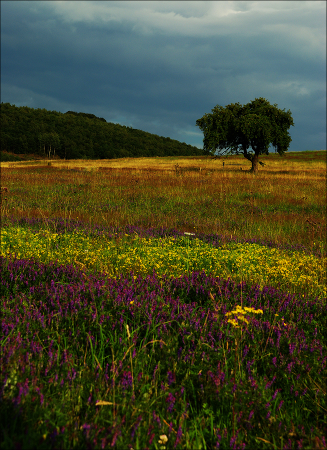 Bunter Sommer