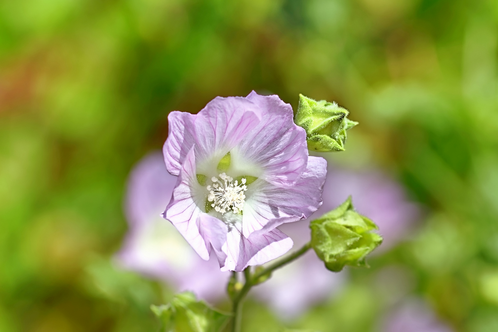 Bunter Sommer