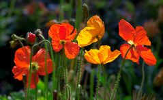 Bunter Sommergarten