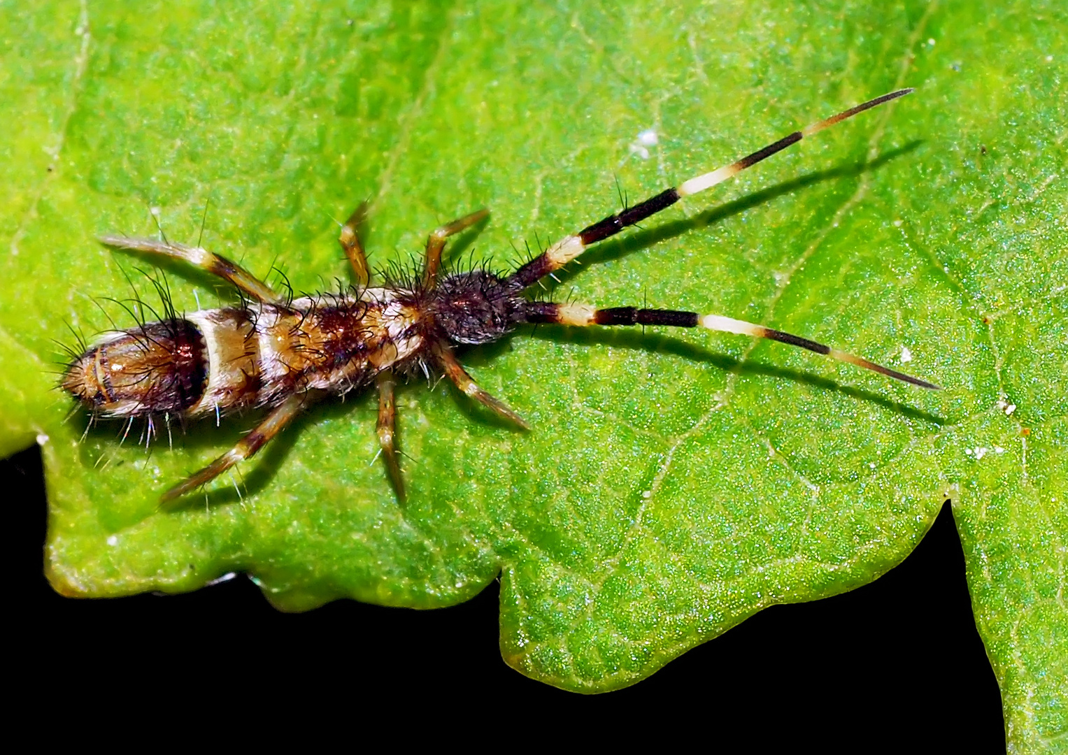 Bunter Springschwanz (Orchesella flavescens), höchstens 4 mm lang. 