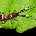 Bunter Springschwanz (Orchesella flavescens), höchstens 4 mm lang. 