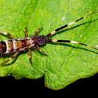 Bunter Springschwanz (Orchesella flavescens), höchstens 4 mm lang. 